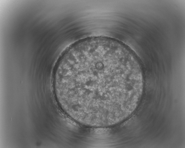 X0000066930832200604071844