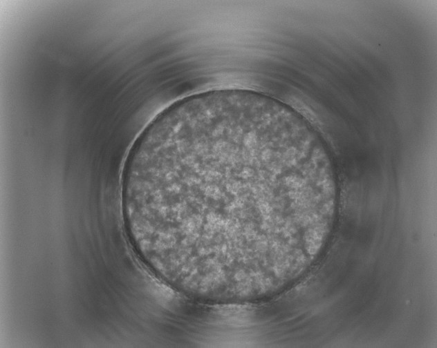 X0000066930836200604071844