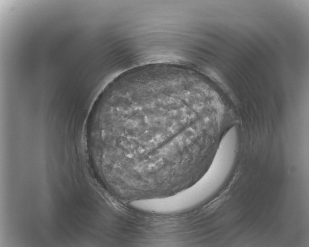 X0000066930883200604071843