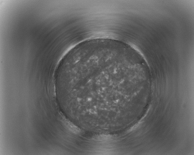 X0000066930925200604071842