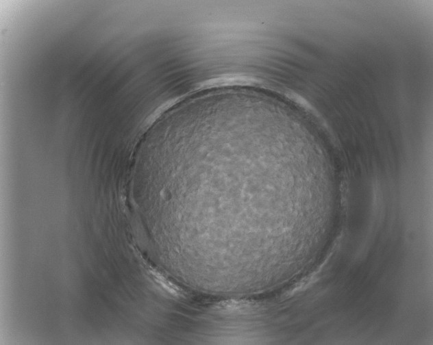 X0000066930929200604071842