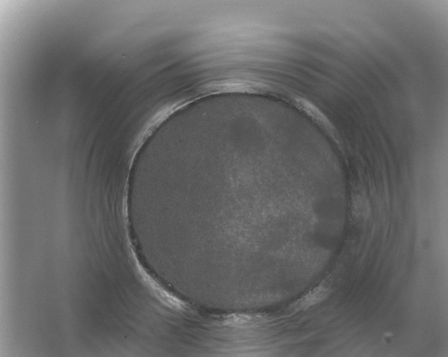 X0000066930938200604071842