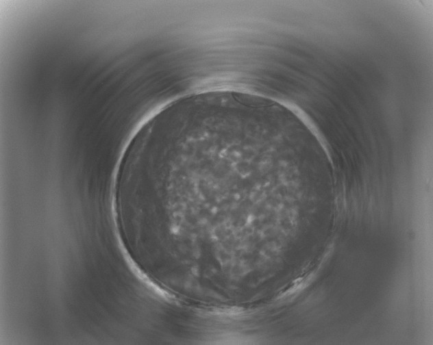 X0000066930957200604071843