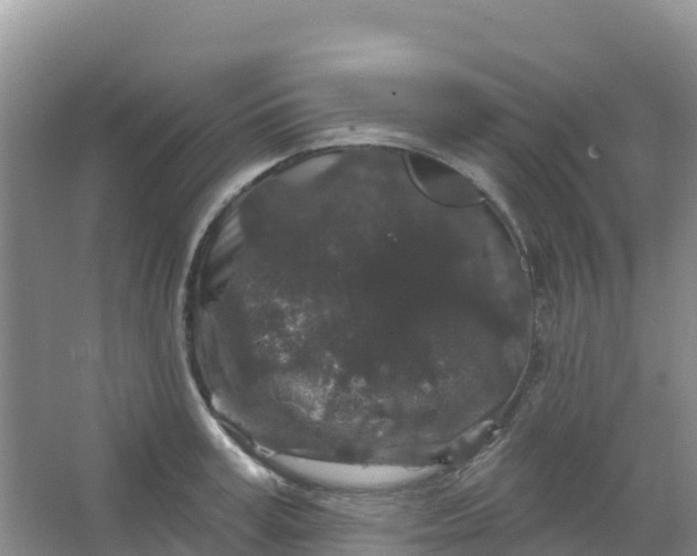 X0000066930995200604071841