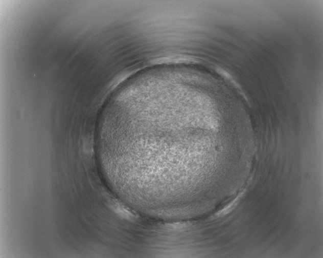 X0000066931017200604071841