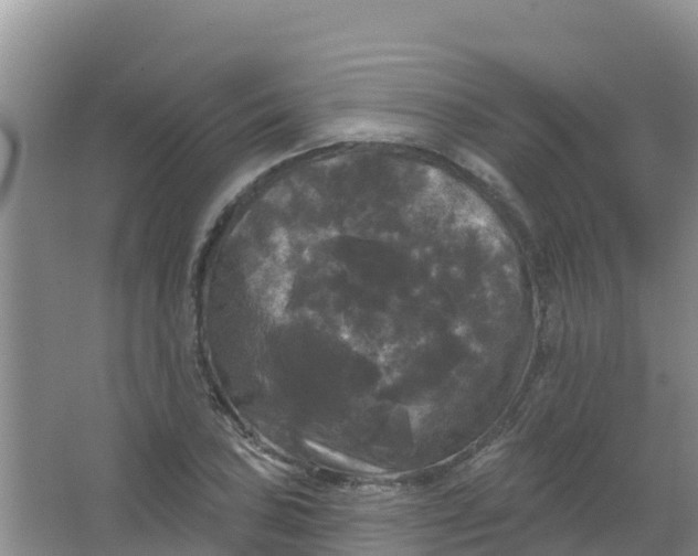 X0000066931027200604071841