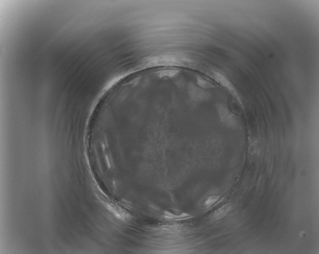 X0000066931035200604071841