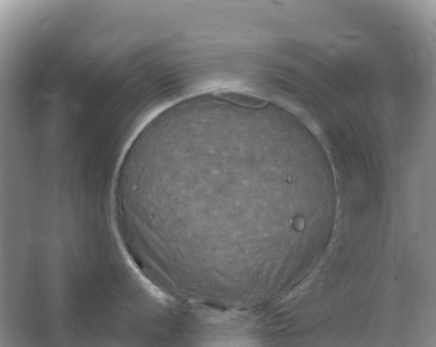 X0000066931056200604071841