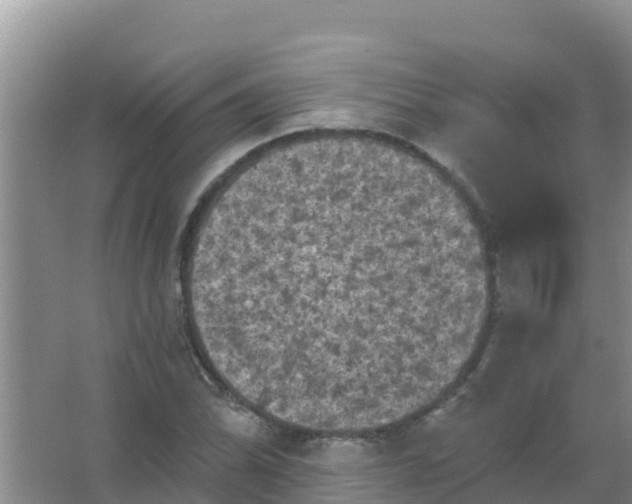 X0000066931070200604071840