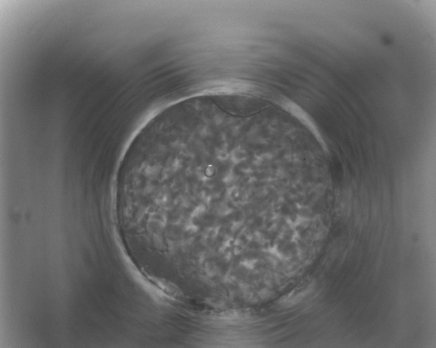 X0000066931099200604071840