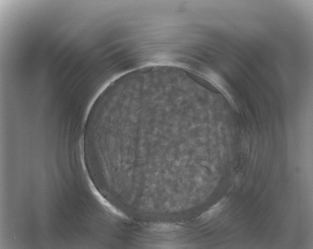 X0000066931100200604071840