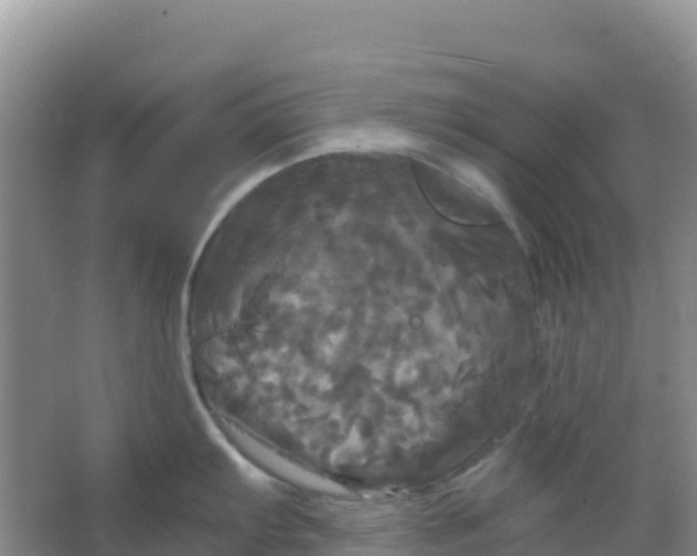 X0000066931103200604071840