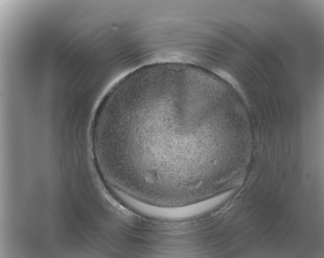 X0000066931120200604071839