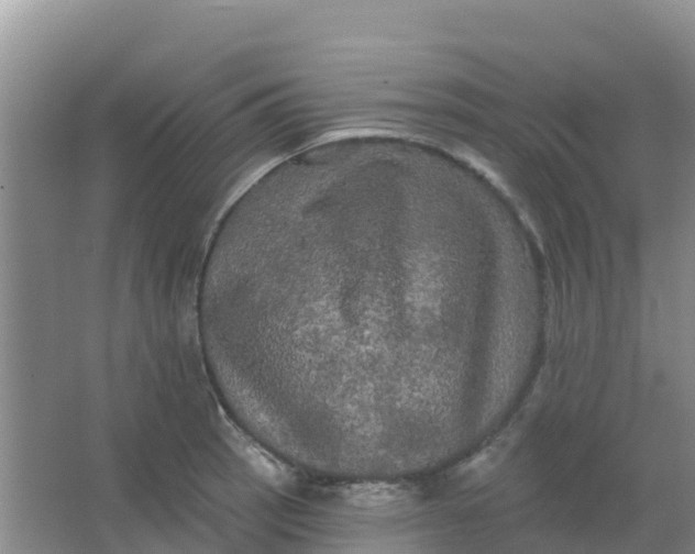 X0000066931137200604071839