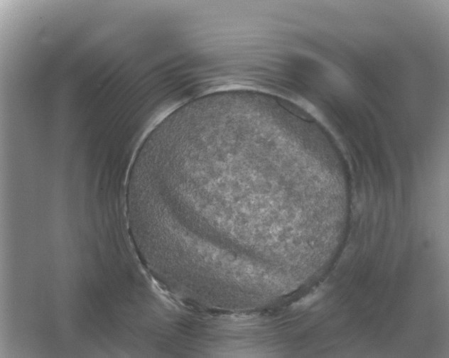 X0000066931145200604071839