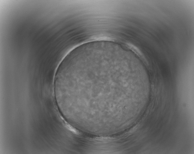 X0000066931236200604071838