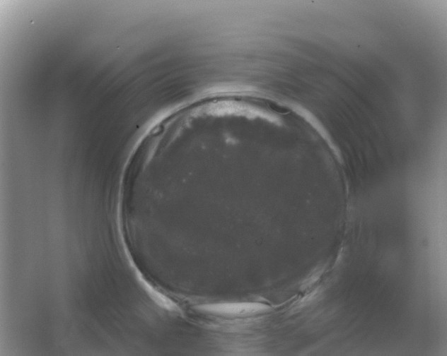 X0000066931245200604071838