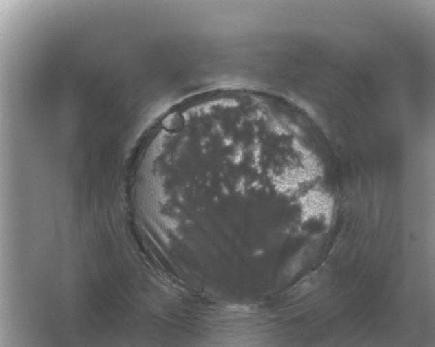 X0000066931263200604071837