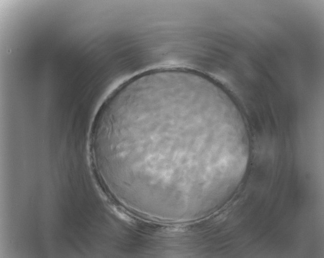 X0000066931278200604071837