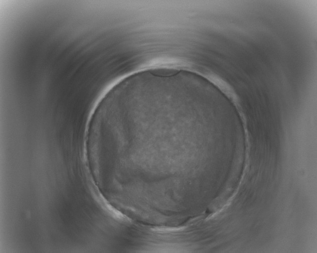 X0000066931296200604071836