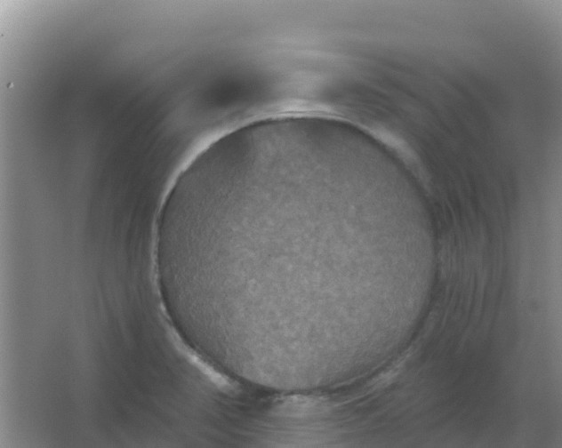 X0000066931374200604071835