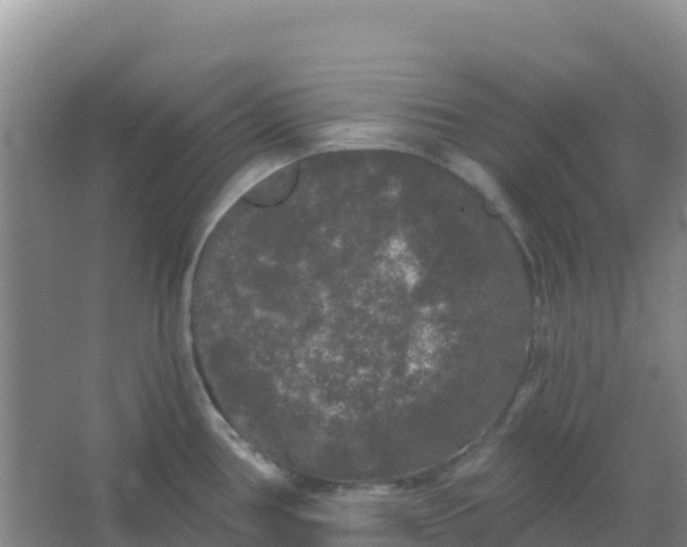 X0000066931386200604071835