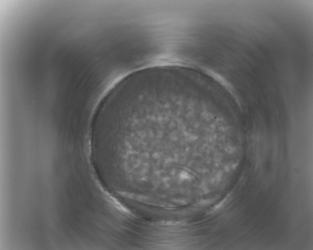 X0000066931415200604071834