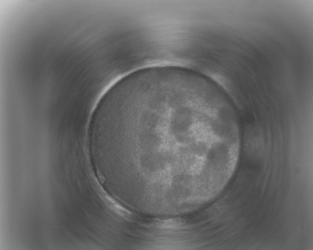 X0000066931460200604071834