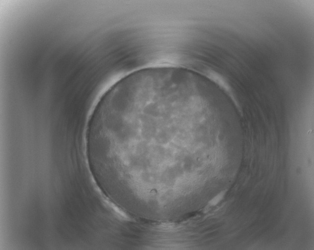 X0000066931480200604071833