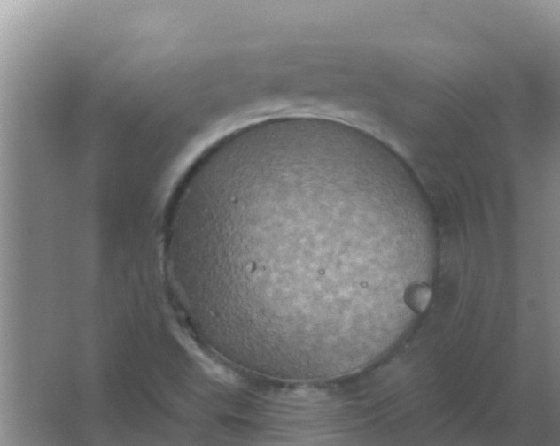 X0000066931503200604071833