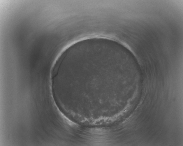 X0000066931508200604071833