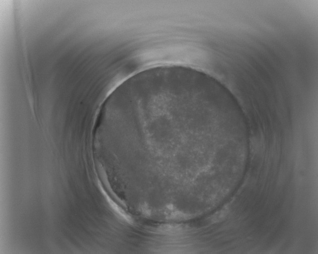 X0000066931521200604071833