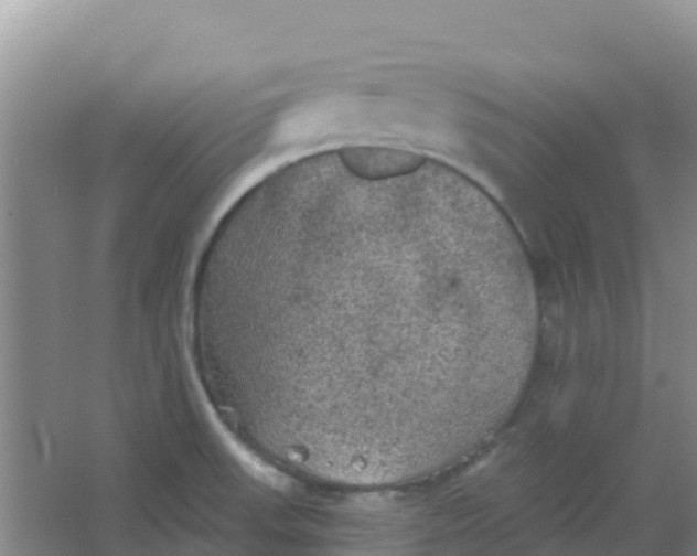 X0000066931523200604071833