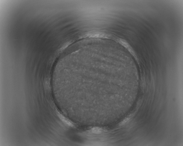 X0000066930441200604142002