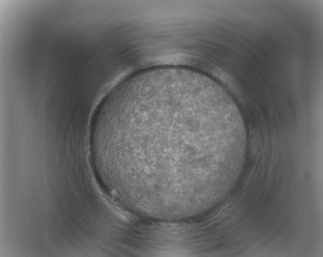 X0000066930486200604142002