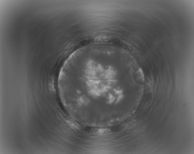 X0000066930663200604141959