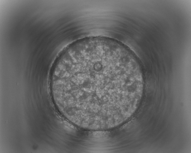 X0000066930832200604141955