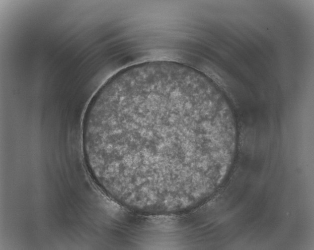 X0000066930836200604141955