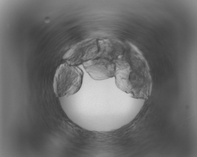 X0000066930917200604141954