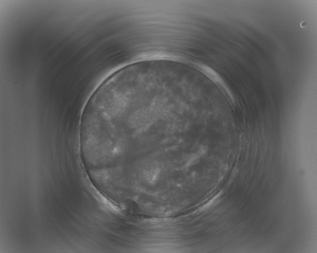 X0000066931244200604141949