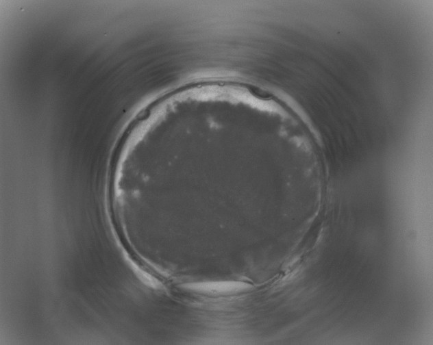 X0000066931245200604141949