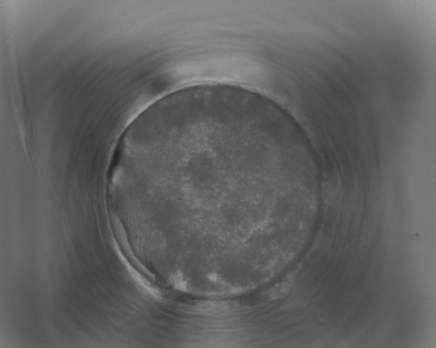 X0000066931521200604141944