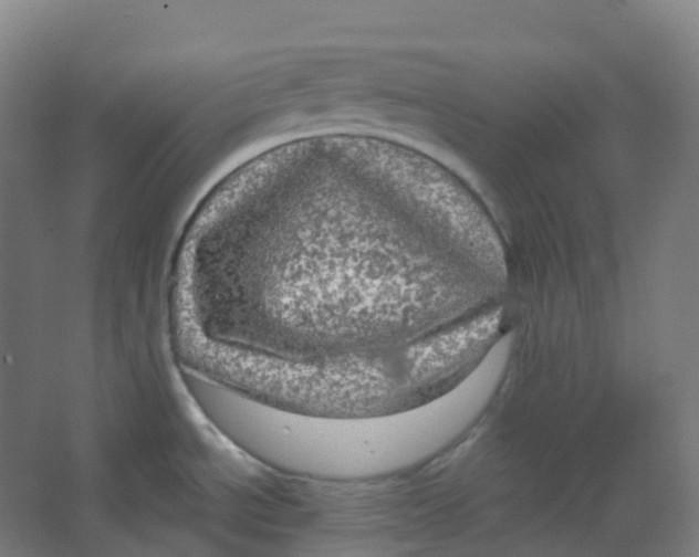 X0000066931534200604141945