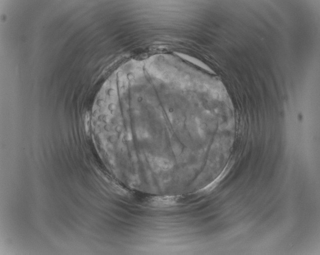 X0000066930094200604211735