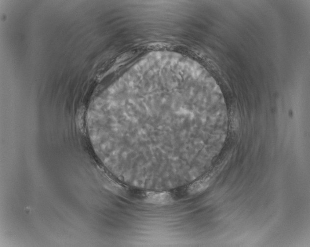 X0000066930185200604211734