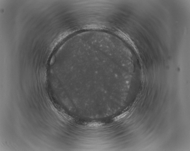 X0000066930204200604211733