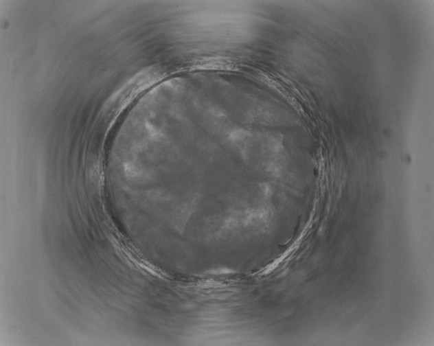 X0000066930290200604211731