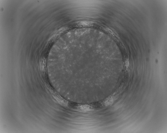 X0000066930423200604211729