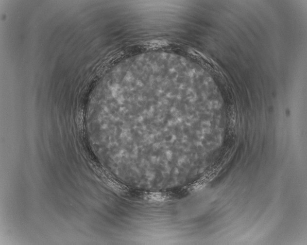 X0000066930565200604211727