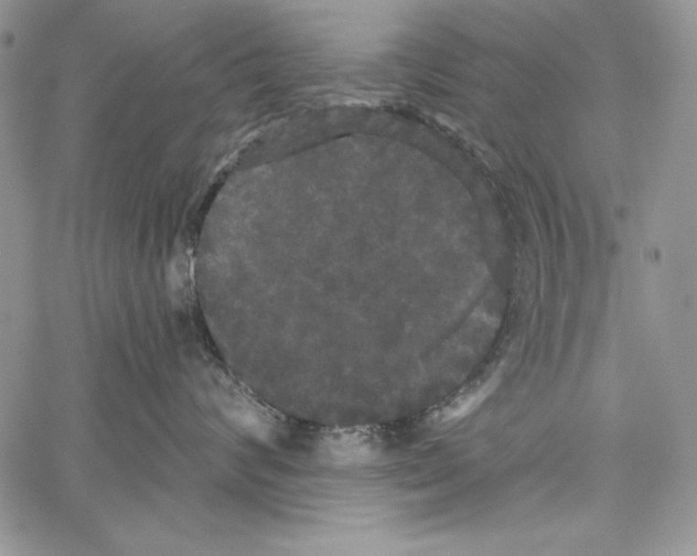X0000066930624200604211726